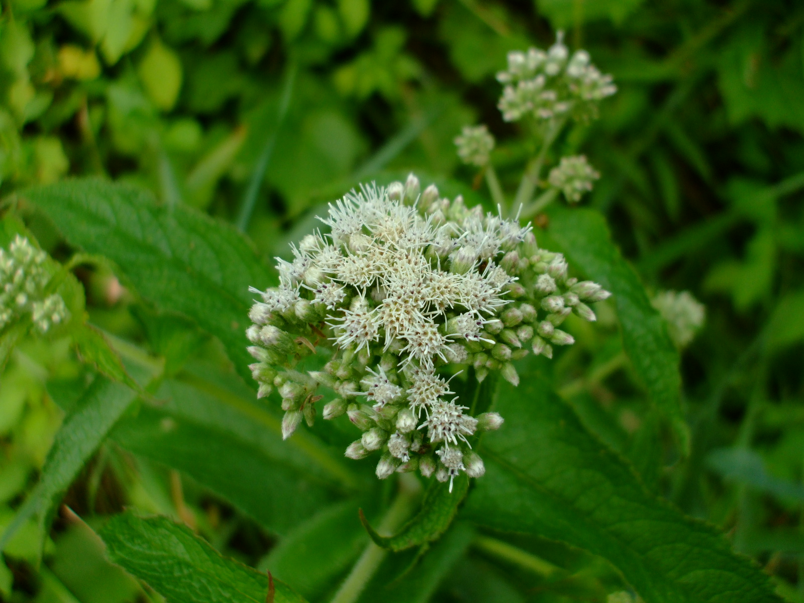 Eupatorium perfoliatum